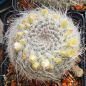Preview: Mammillaria hahniana v. albiflora